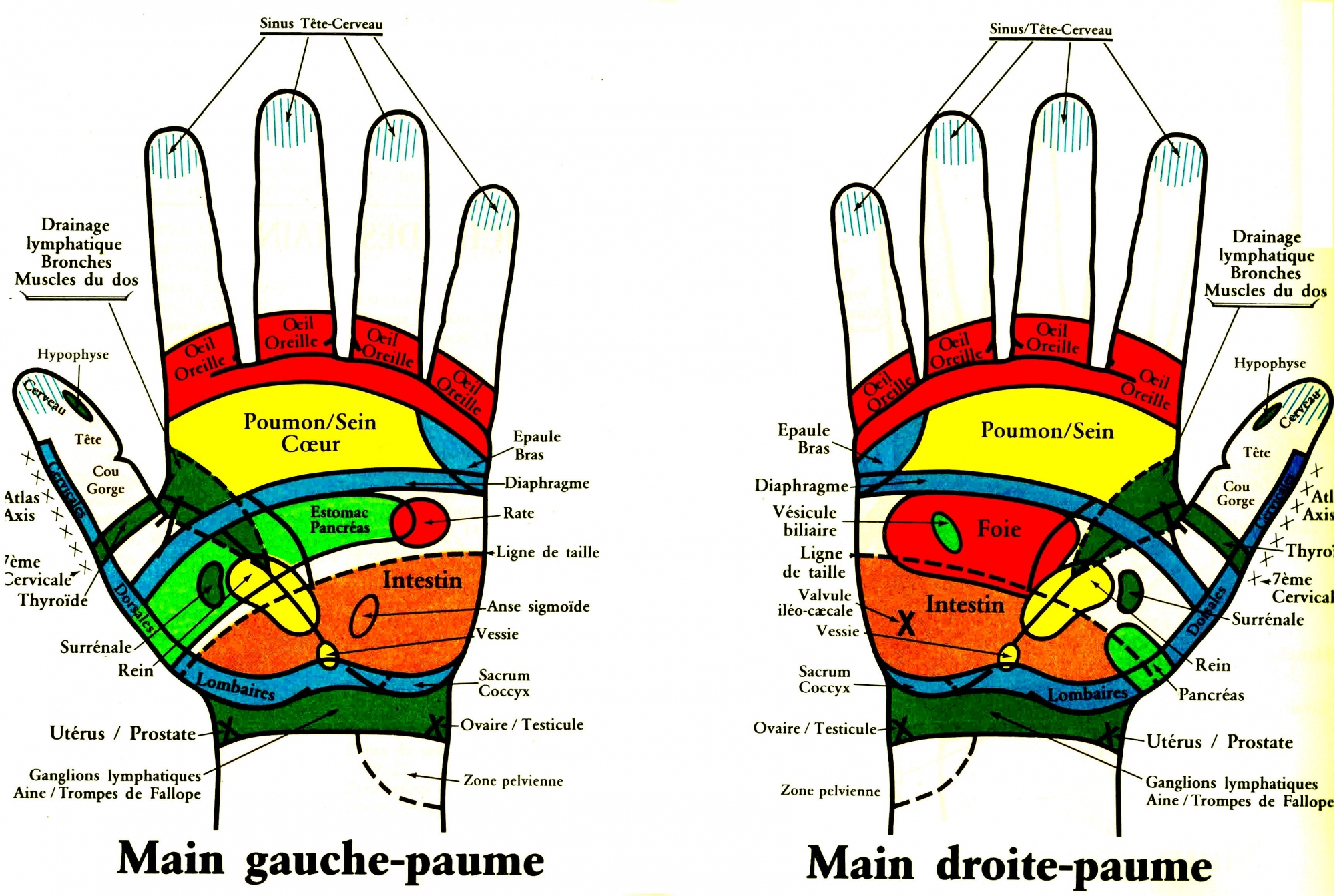 Cours De Relaxation Par La Réflexologie Des Mains 2610 - 